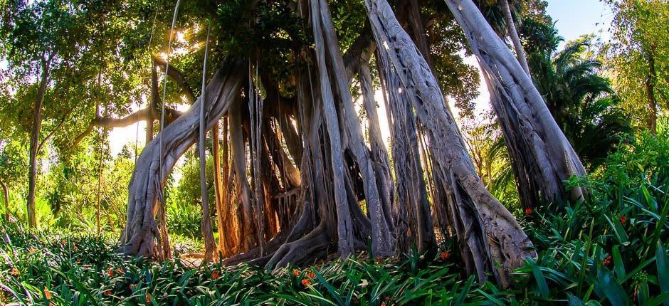 The Orotava Acclimatisation Gardens, Museums and tourist centres in Tenerife