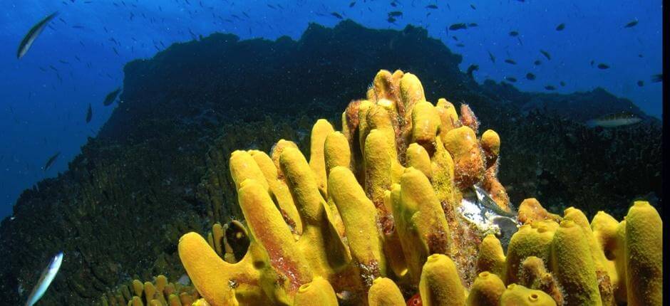 Diving at La Catedral, in Gran Canaria