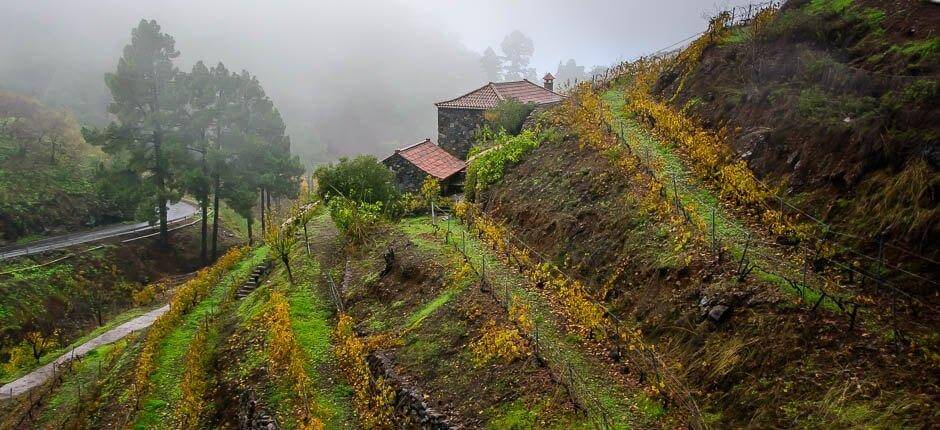 Las Tricias Hamlets of La Palma