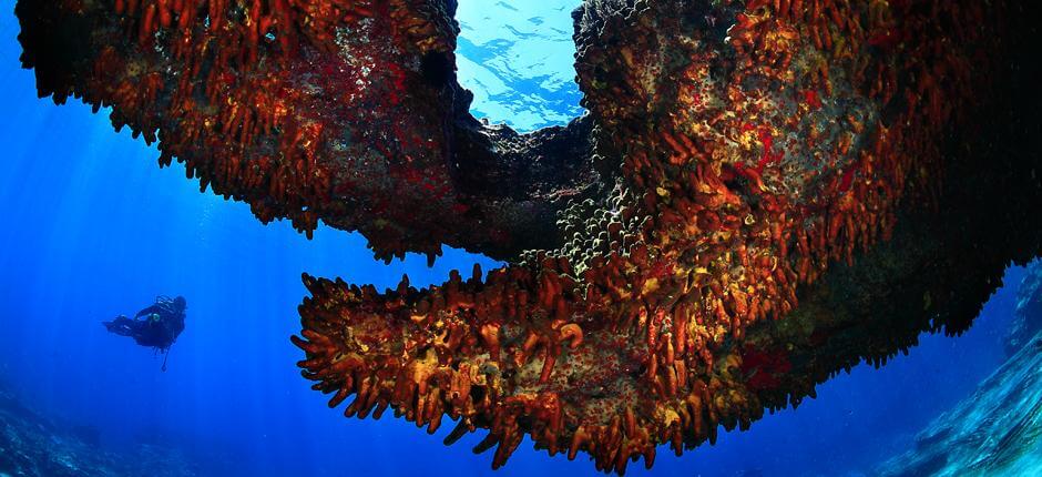 Diving at Montaña Amarilla, in Tenerife