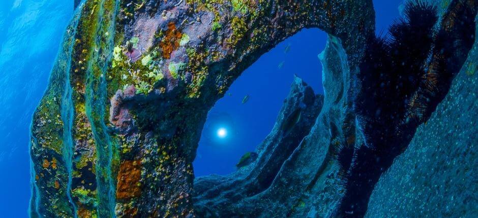 Diving at Montaña Amarilla, in Tenerife