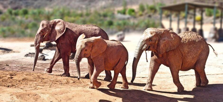 Oasis Park Fuerteventura, Fuerteventura’s Zoos