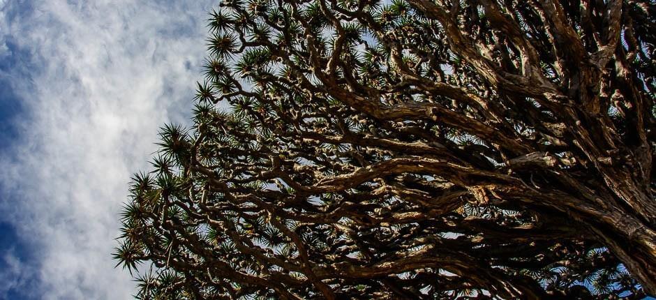 Millennium Dragon Tree Park, Museums and Tourist centres in Tenerife   Tenerife