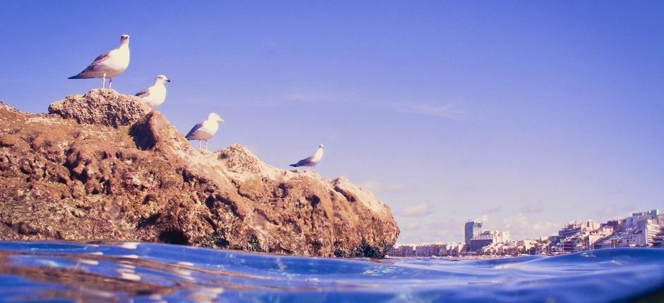 Las Canteras beach Popular beaches of Gran Canaria