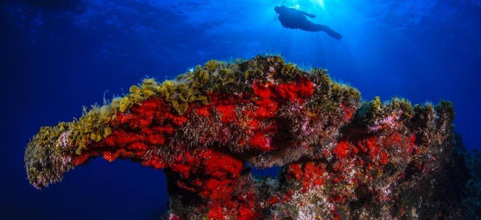 Diving in Punta Restinga, in El Hierro