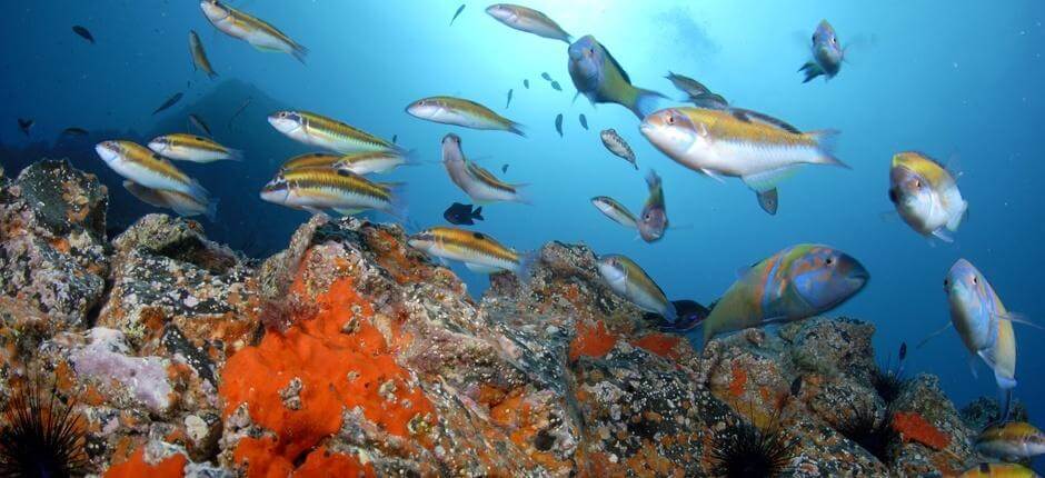 Diving in San Miguel, in Tenerife 