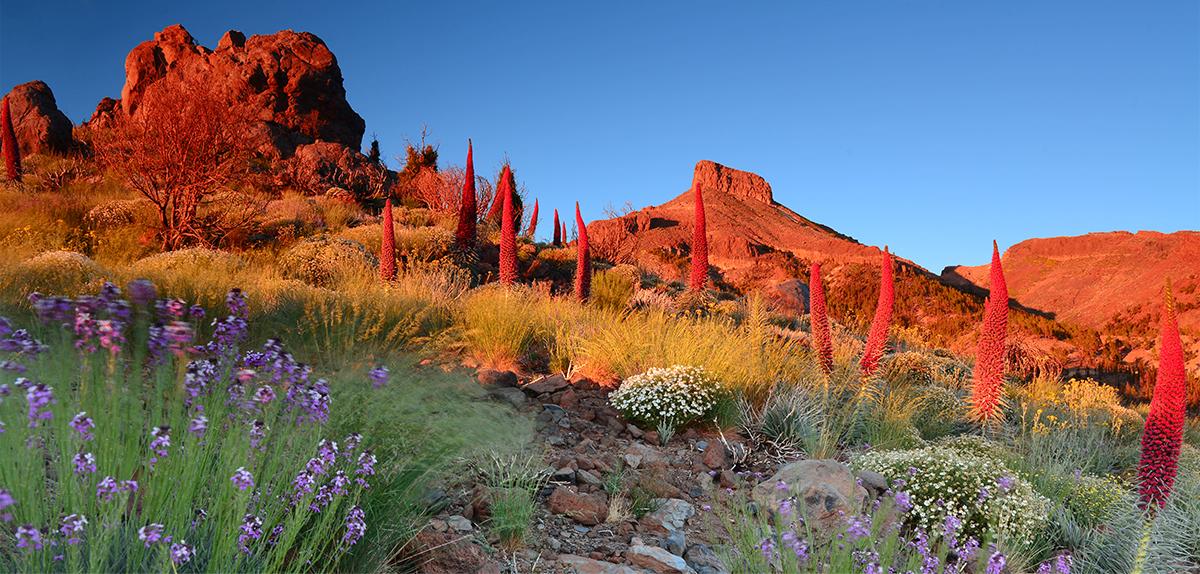 Tenerife Hello Canary Islands Tenerife Hello Canary Islands