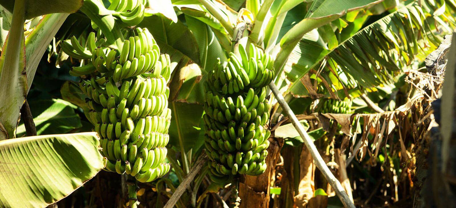 Plantación de plataneras en La Rajita. La Gomera.