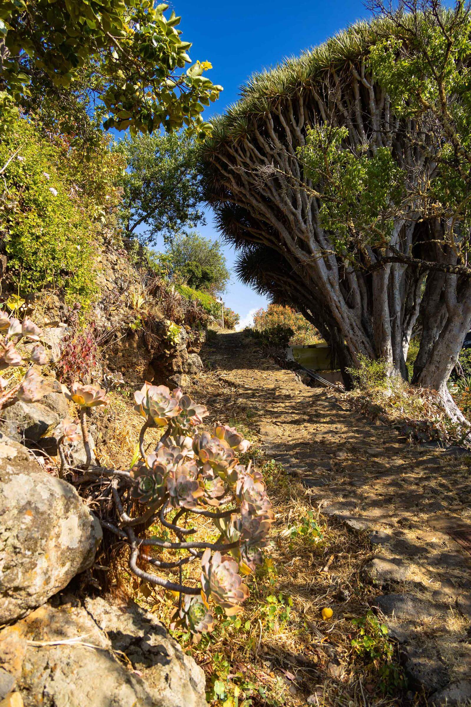 Las Tricias, La Palma