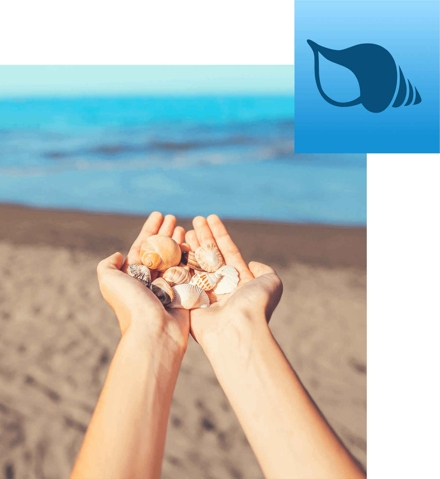 Shells in the hands. La Palma.