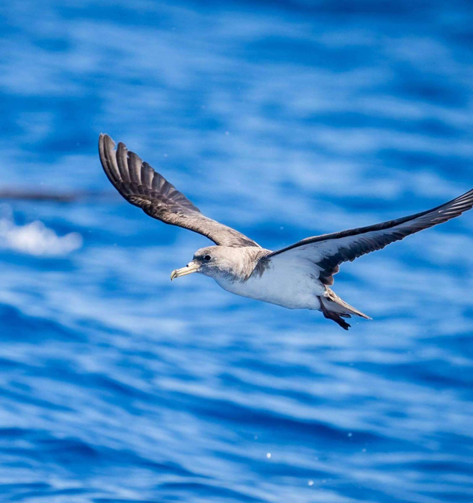 Cory’s Shearwater
