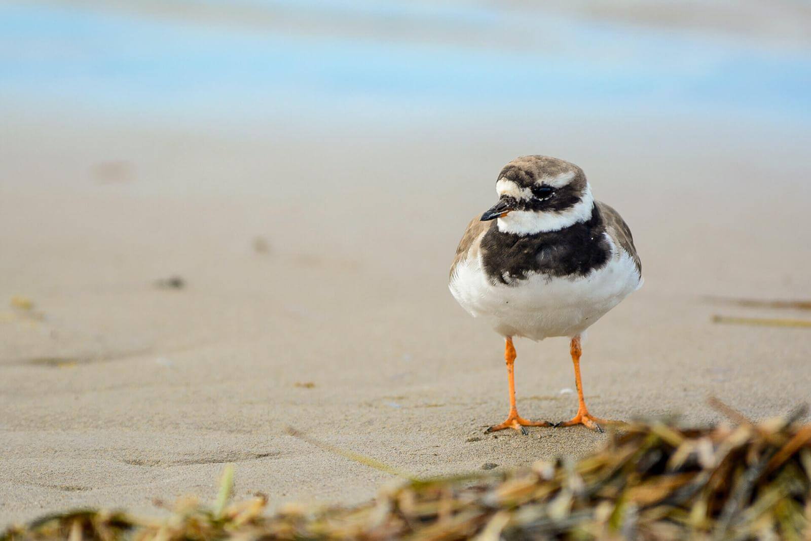 A small, white-bellied bird with orange feet and brown plumage on the sand of a beach.