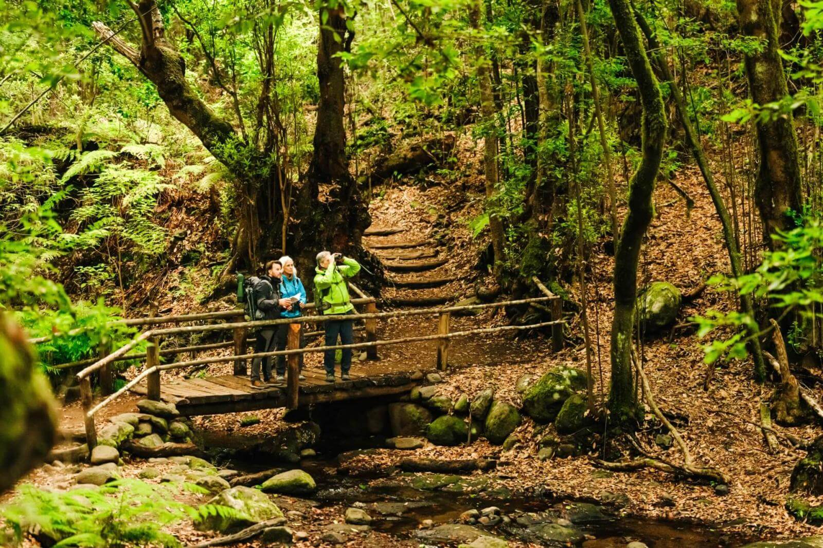 Three people cross a small wooden bridge on a path through a leafy laurissilva forest.