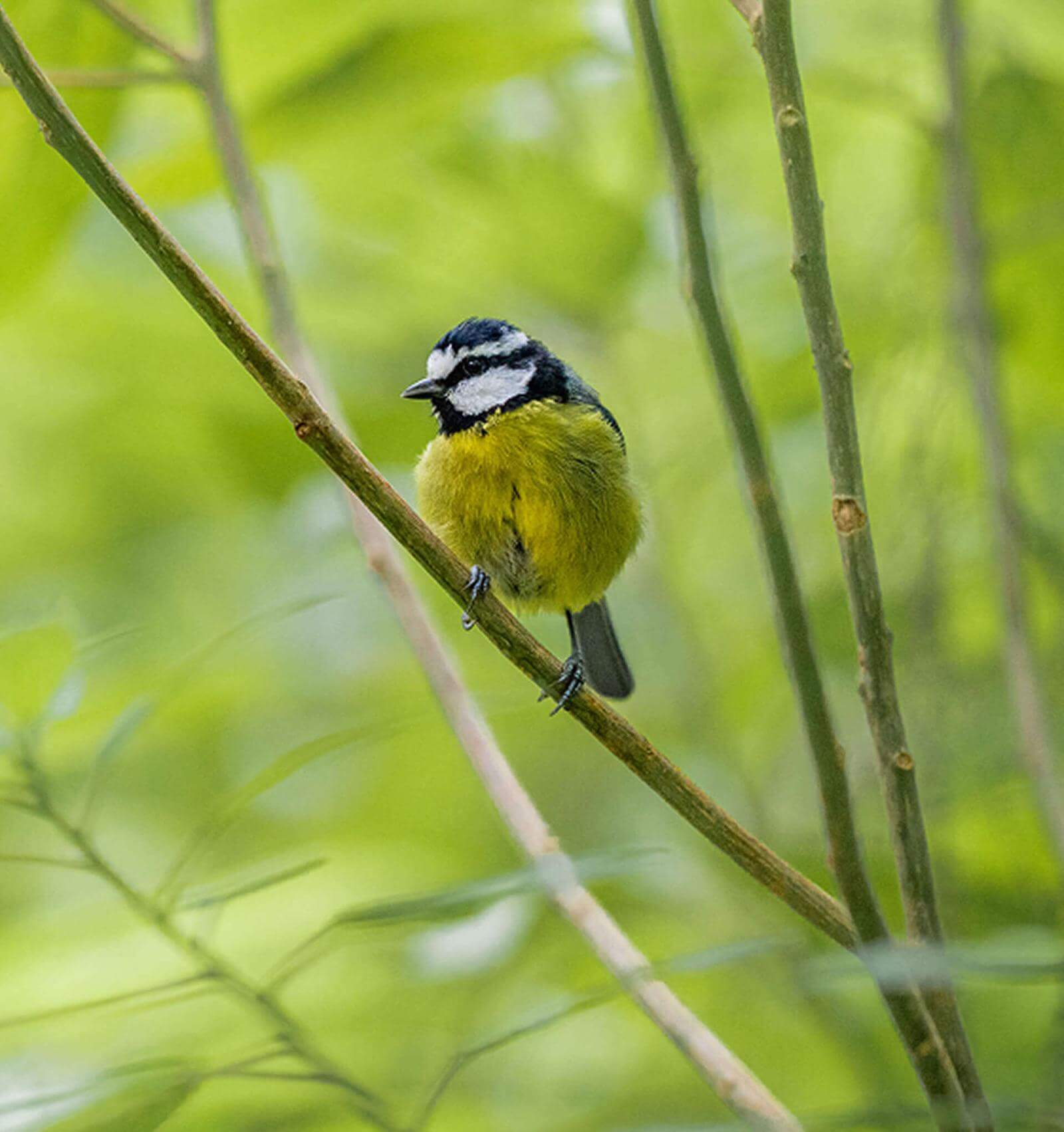 A small yellow-breasted bird with a blue and white head perched on a branch amidst green vegetation.