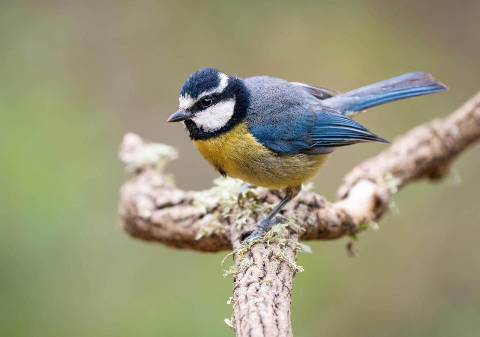 A yellow-breasted bird with bright blue plumage and striking white stripes on its head perched on a branch.