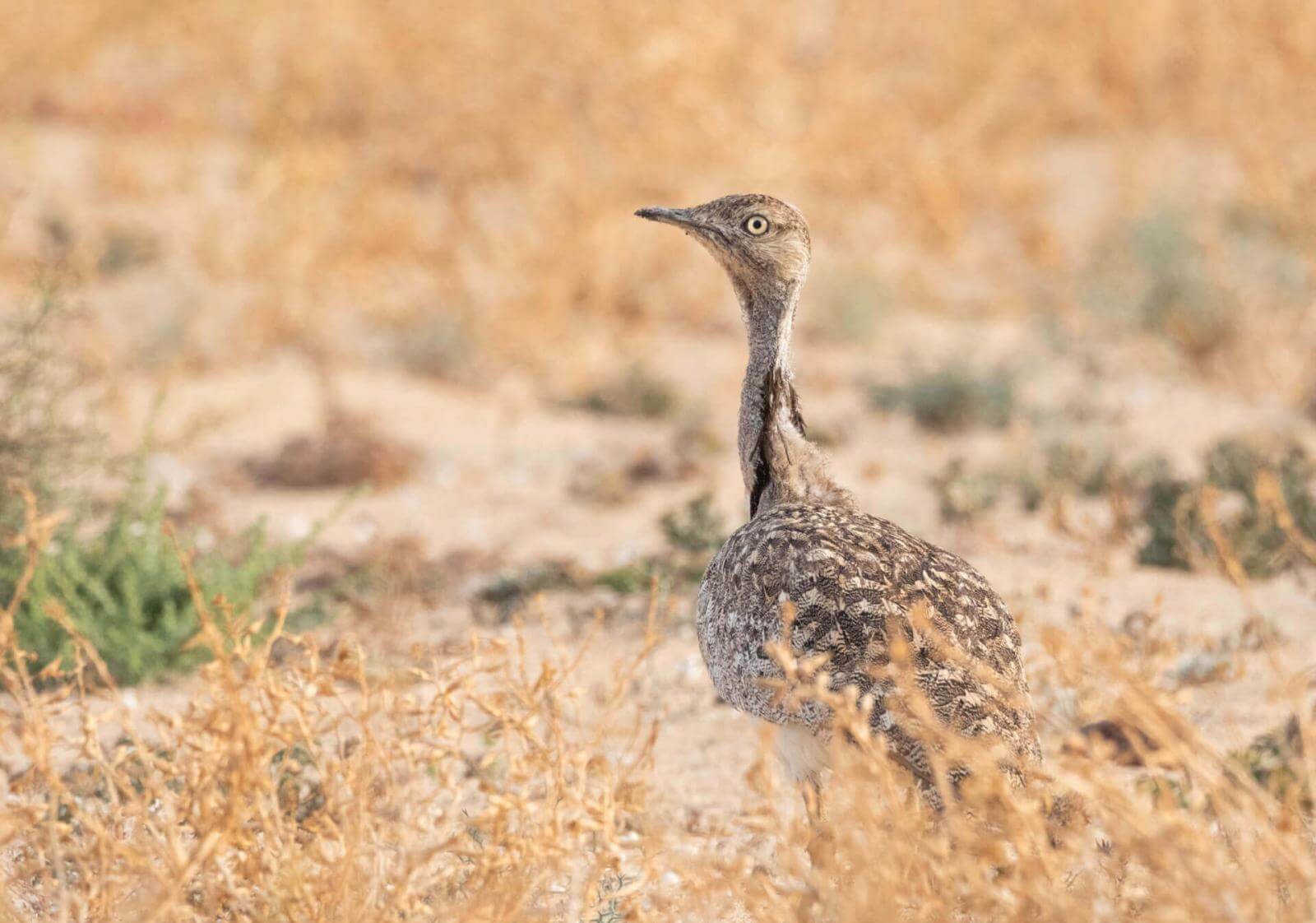 A dark, long-necked bird with speckled plumage upright amongst dispersed vegetation in an arid landscape.