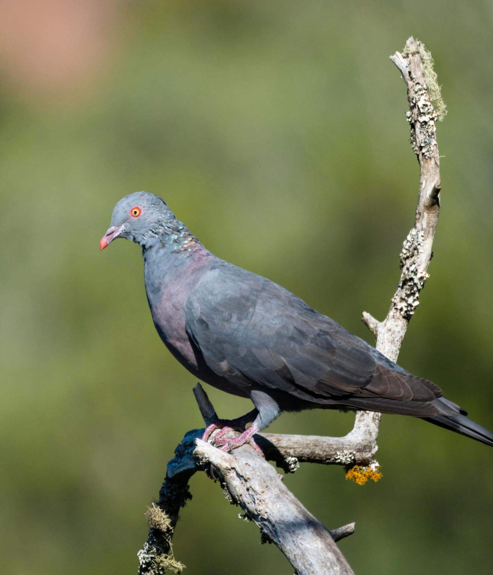 A pigeon with slate-grey plumage, a pink beak, red eyes and pinkish feet perched on a branch.