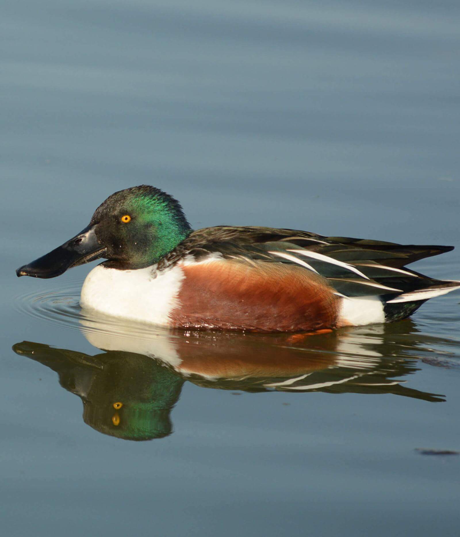 A duck with brown, white and green plumage and bright yellow eyes swimming beside its reflection in the water.