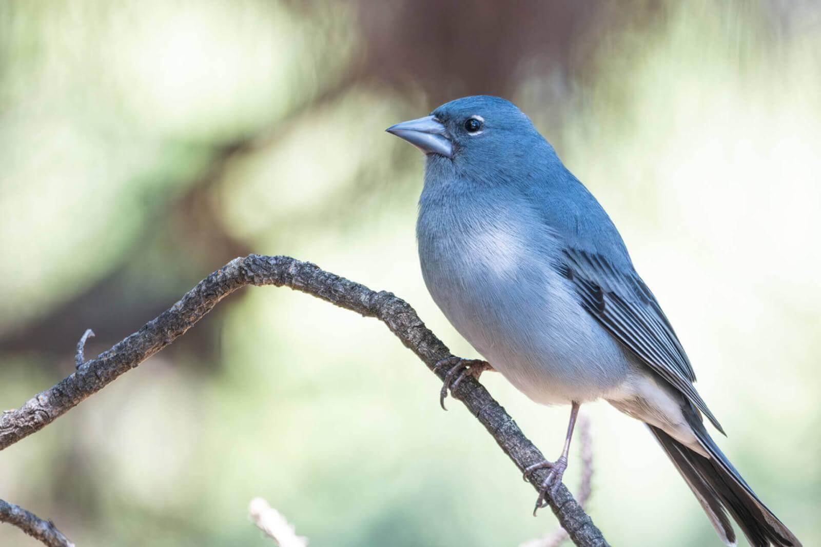 A small bird with greyish-blue plumage, a round head and a short, thick beak perched on a branch.