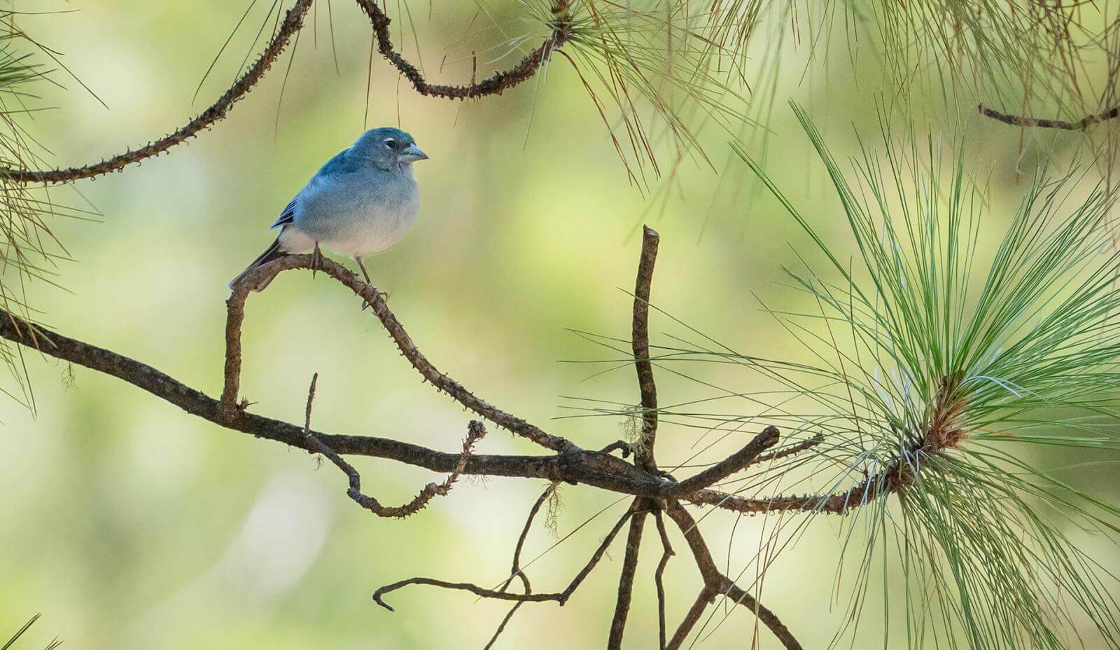 A small blue bird with a greyish breast and thin beak perched on a pine branch with soft, light green needles.