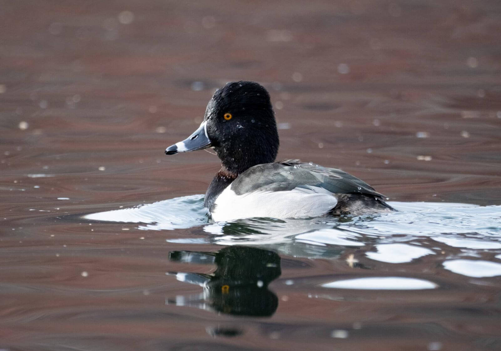 A duck with dark plumage and a round head, bright yellow eyes and a blue beak swimming in the water.