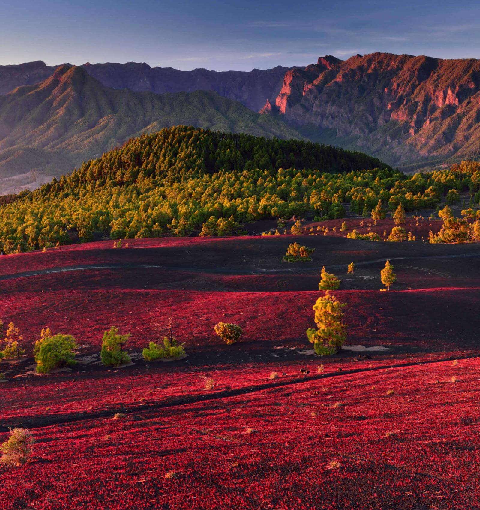 Llanos del Jable in La Palma: a reddish volcanic plain with Canary Island pine forest and distant mountains.