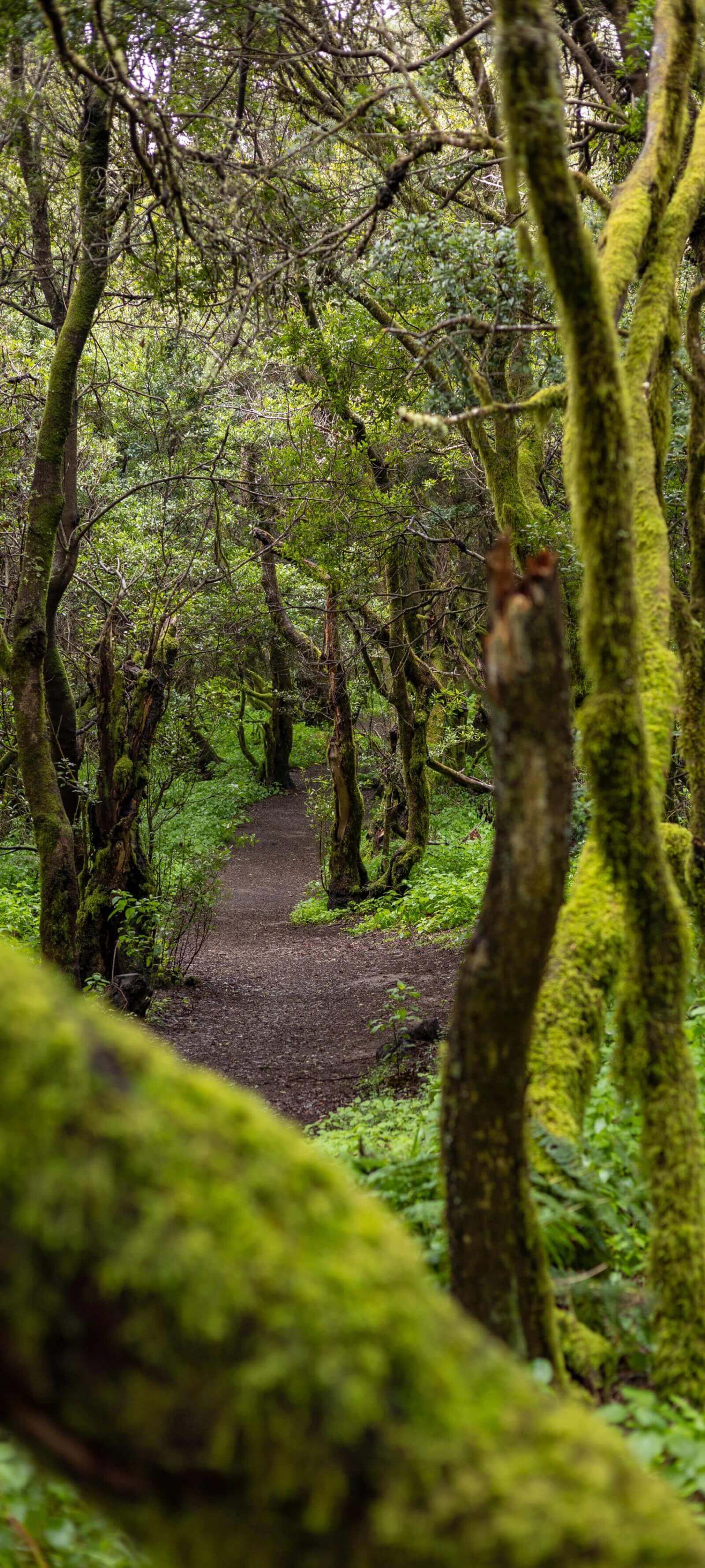 The La Llanía path on El Hierro winds through a lush laurissilva forest with moss-covered trunks.