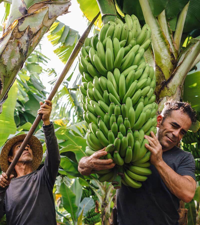 Banana plants. La Palma