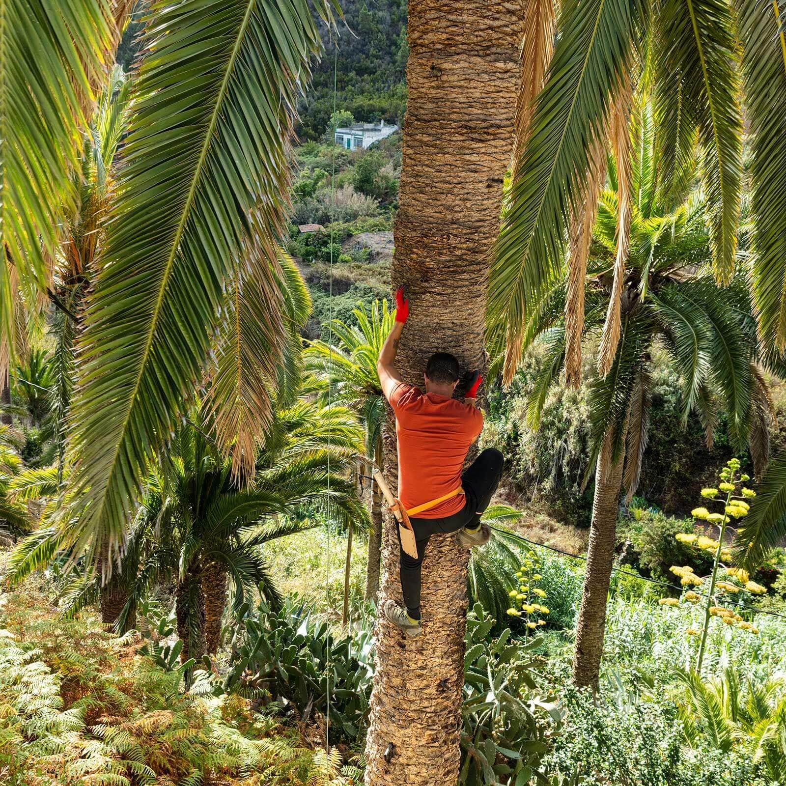 The Canary Island date, palm Palm honey