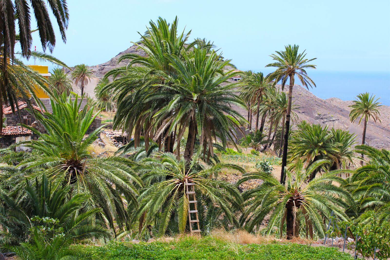 “Palm honey” (miel de palma)