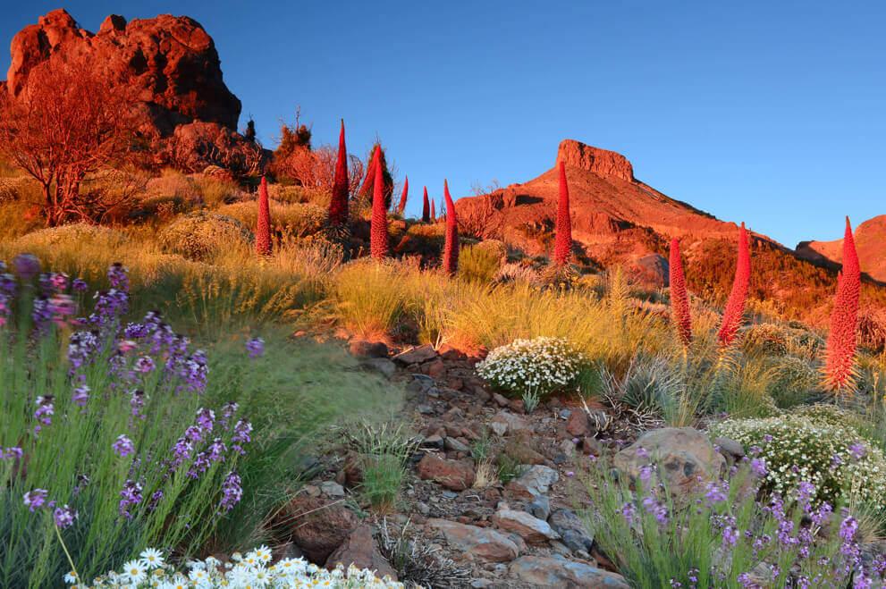 Tajinastes rojos (a bush endemic to the Teide) flowers in bloom on Teide’s slopes, glowing at sunset.