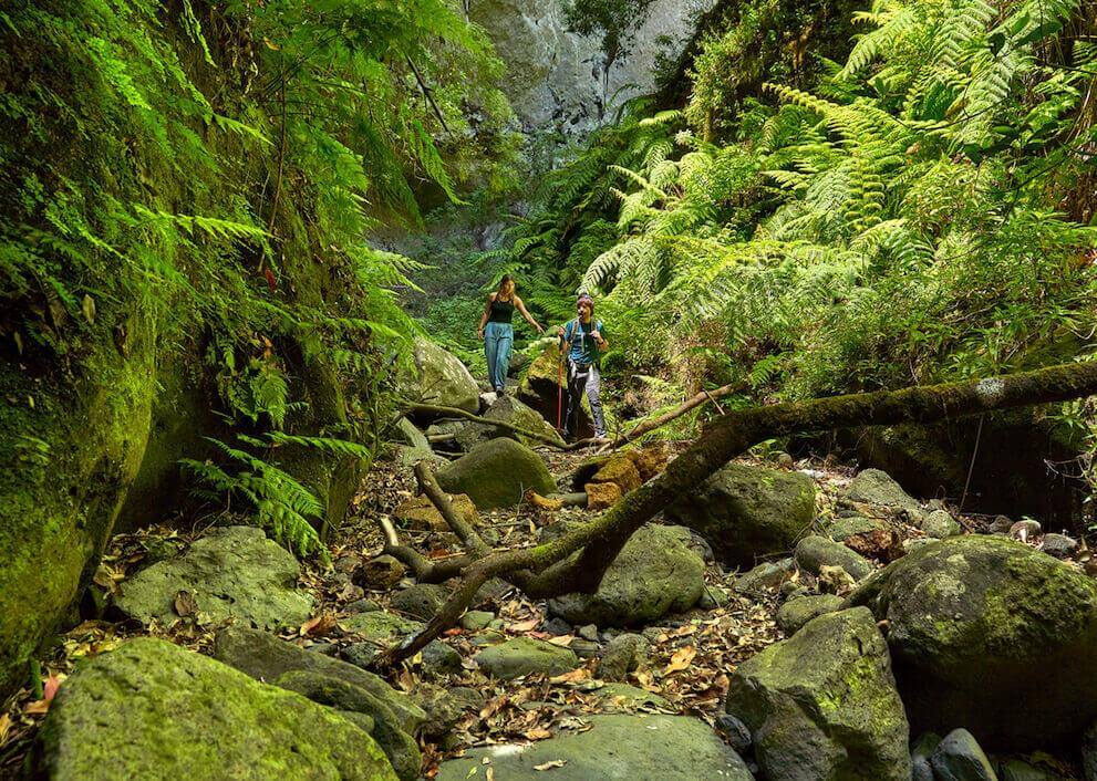 Two people walking among rocks and ferns in Los Tilos forest, surrounded by laurissilva.