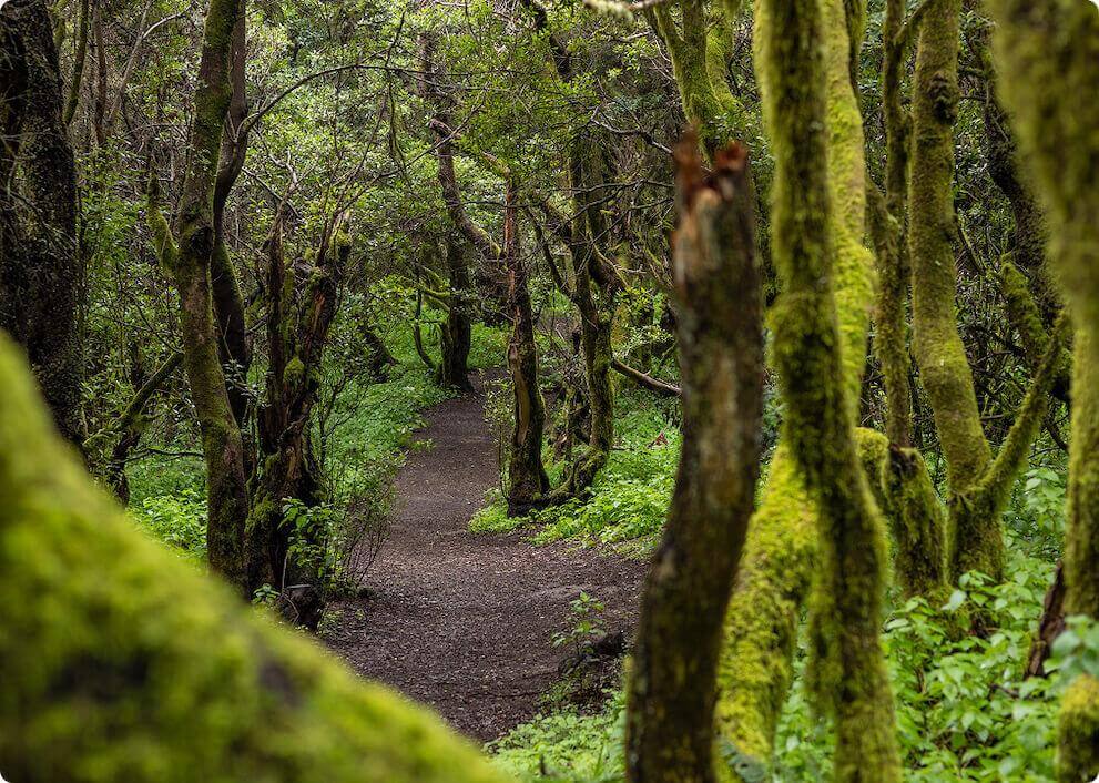 The La Llanía path on El Hierro winds through a lush laurissilva forest with moss-covered trunks.