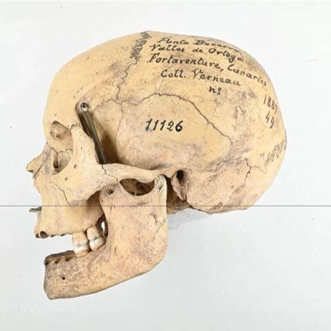 ciclo_cultural_majos