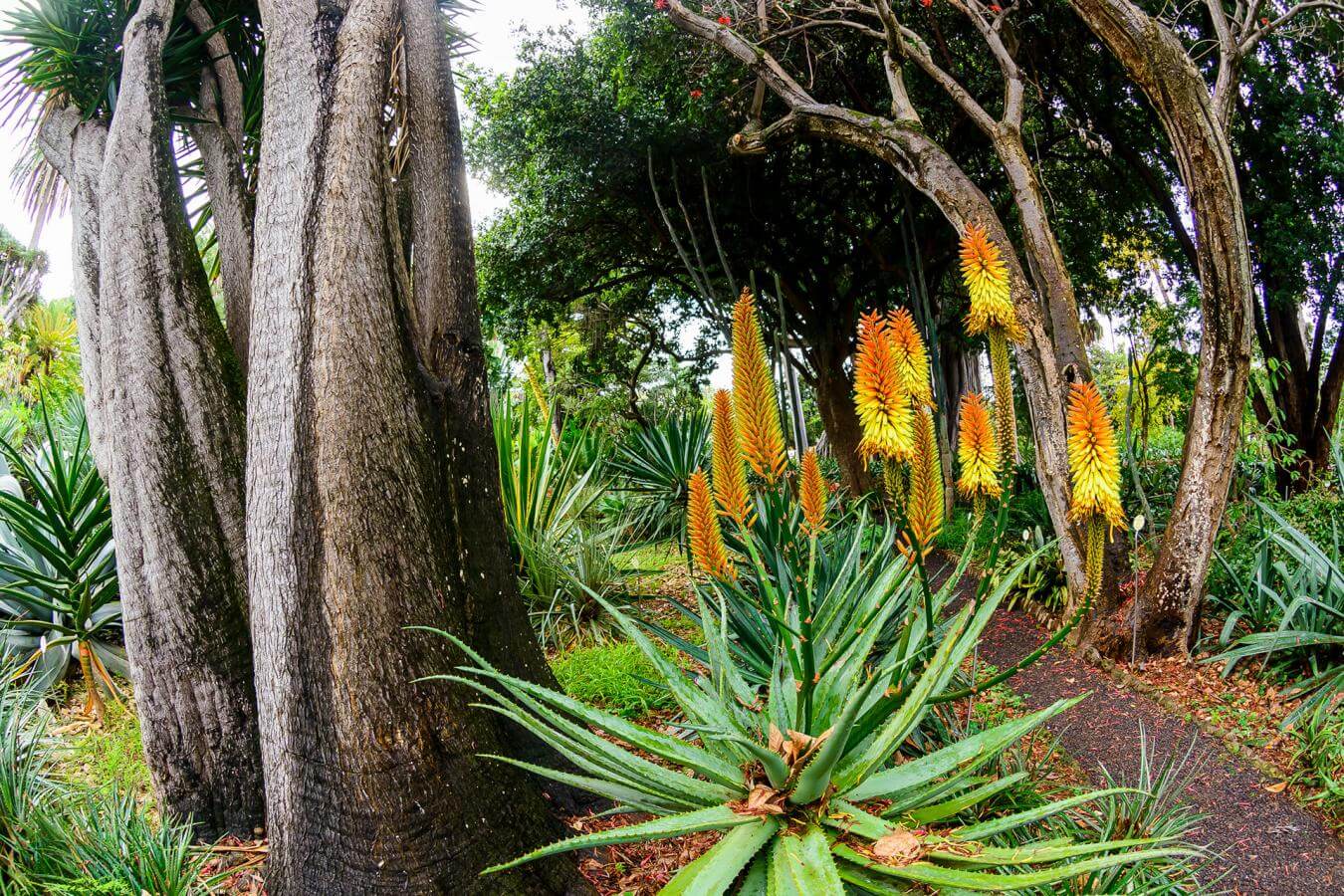 Tenerife. La Orotava. Jardin