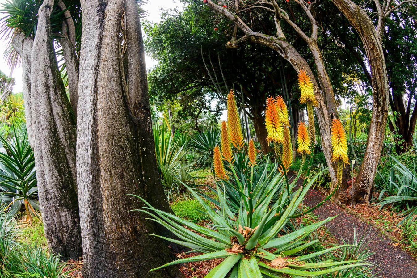  Tenerife. La Orotava. Jardin