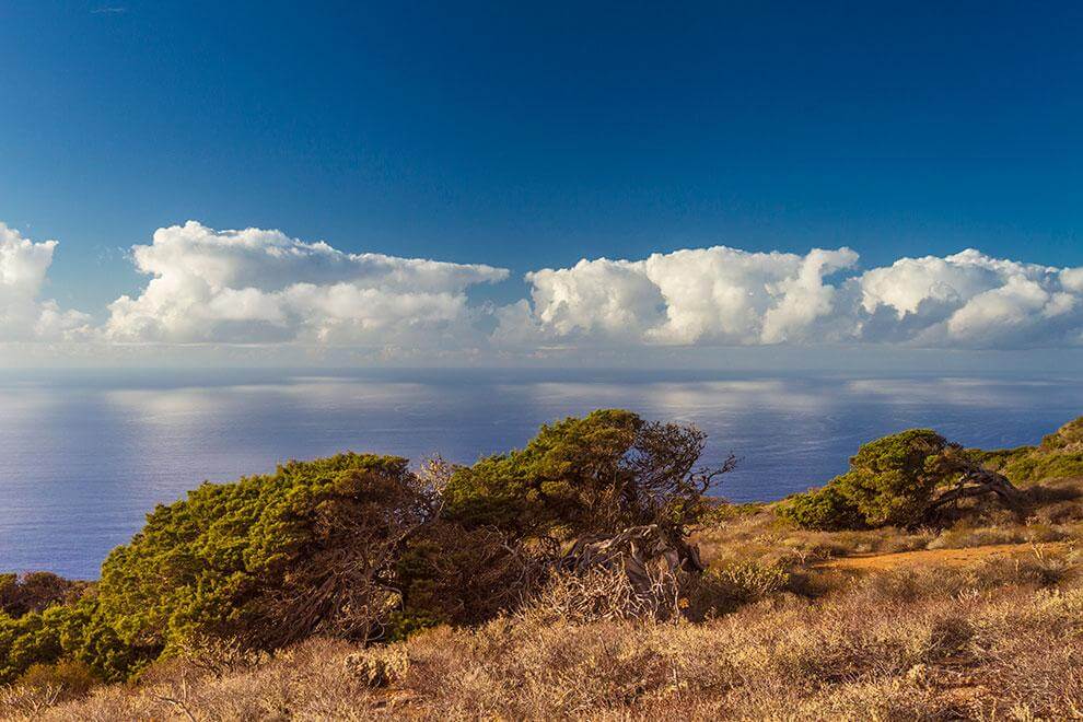 El Hierro. El Sabinar