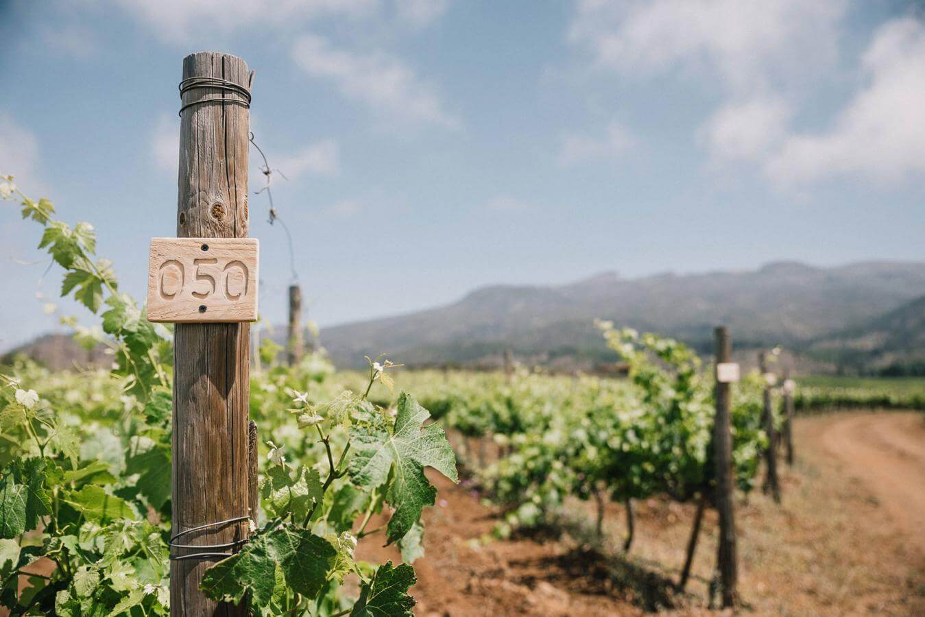 Bodegas Altos Trevejo - Tenerife