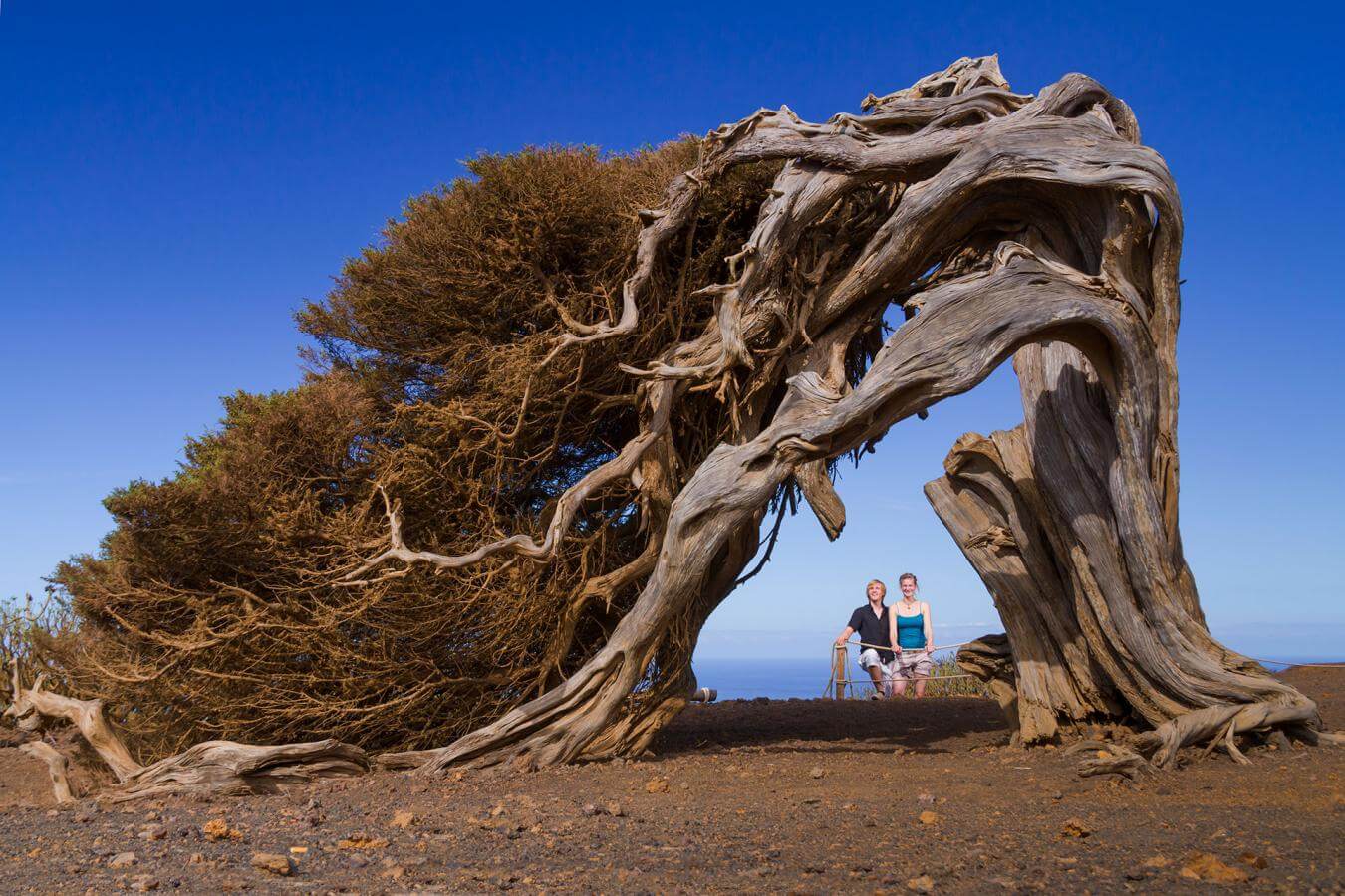 El Hierro. La Dehesa. El Sabinar