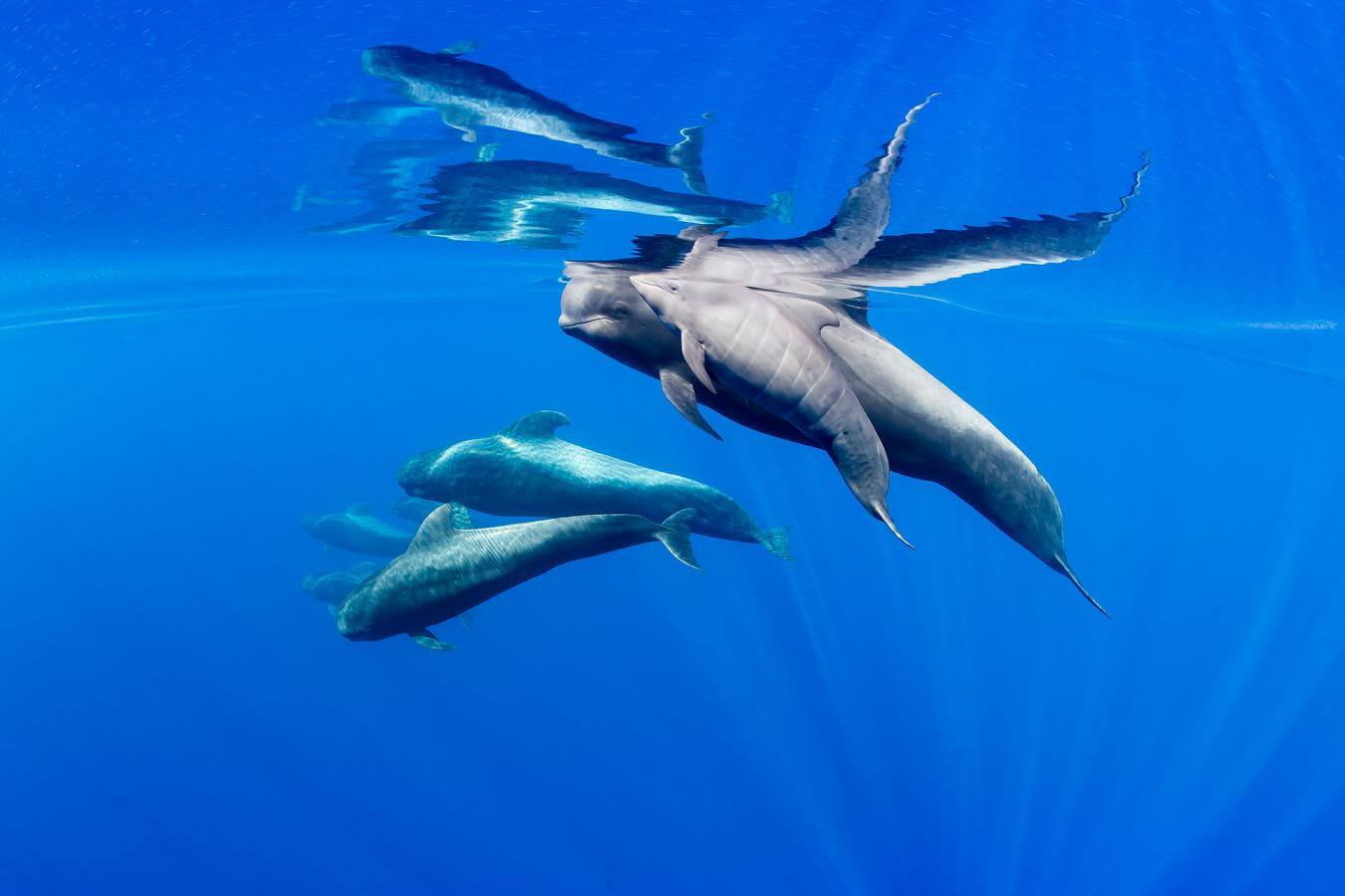 cetaceos