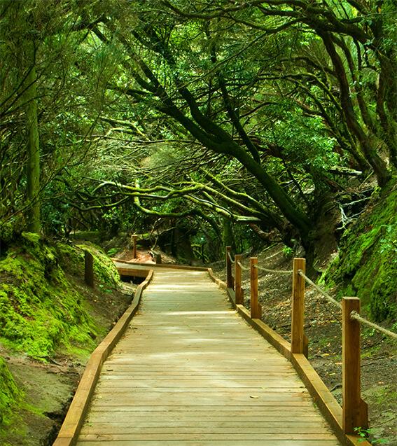 Sendero de los Sentidos. Parque Rural de Anaga. Tenerife.