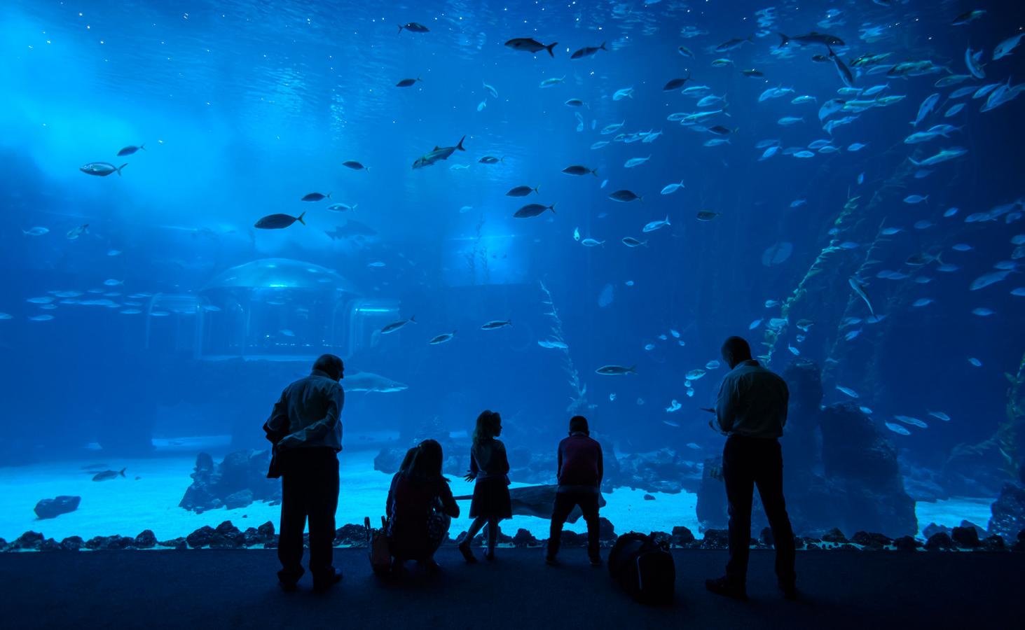 Acuario. Poema del mar