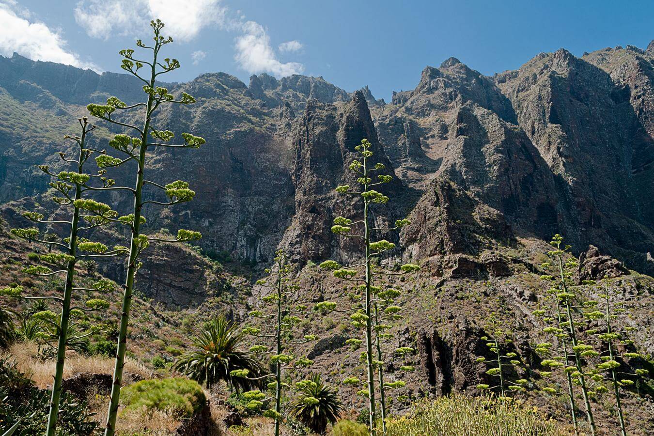 Tenerife. Masca
