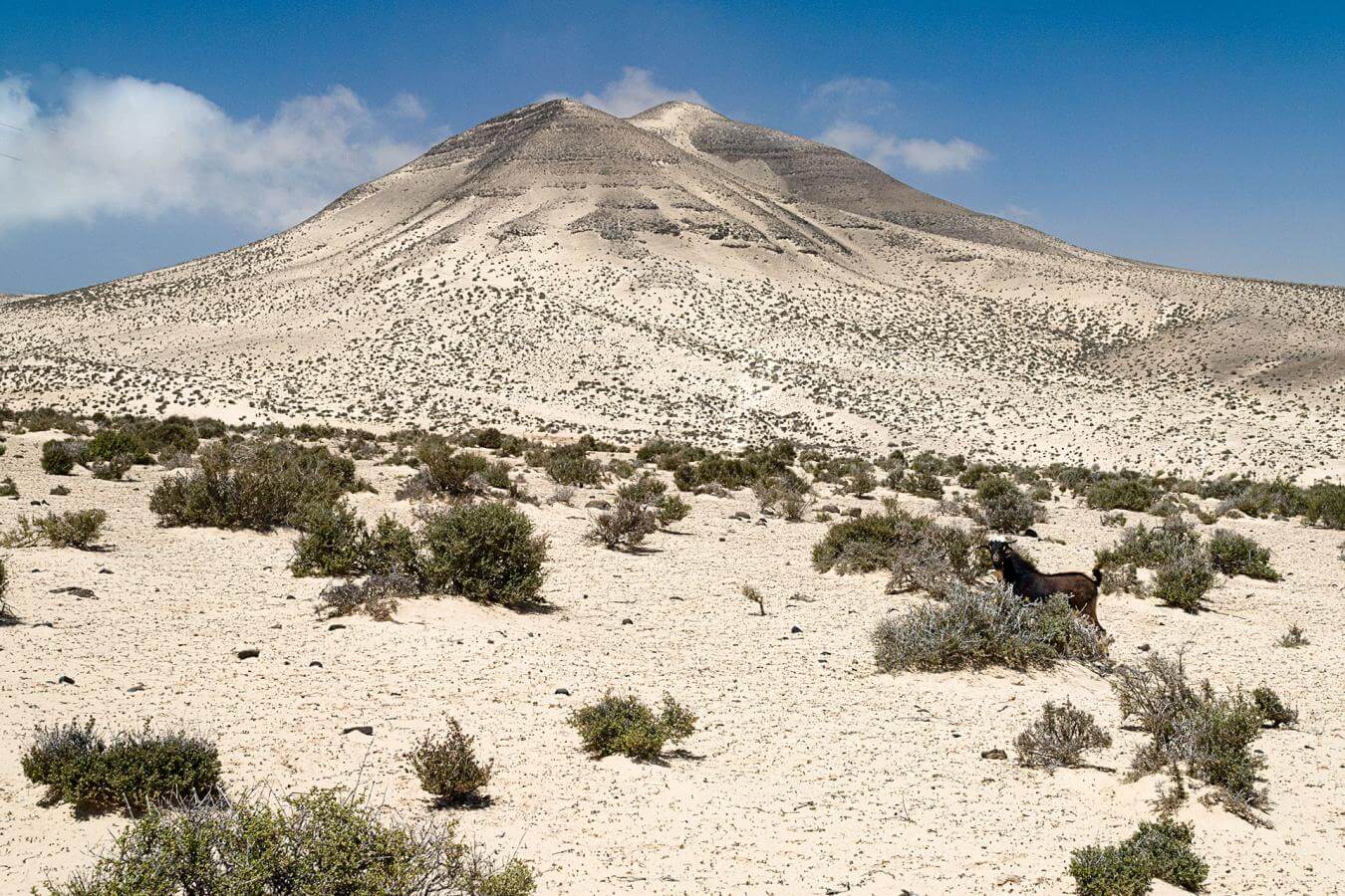 Fuerteventura.Barranco del Pecenesca