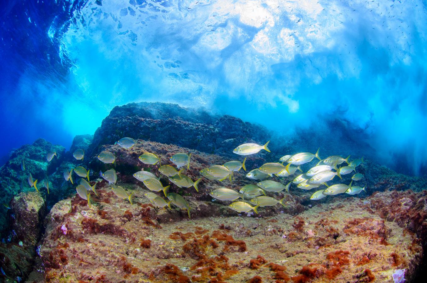 Fondo submarino, Playa La Cueva