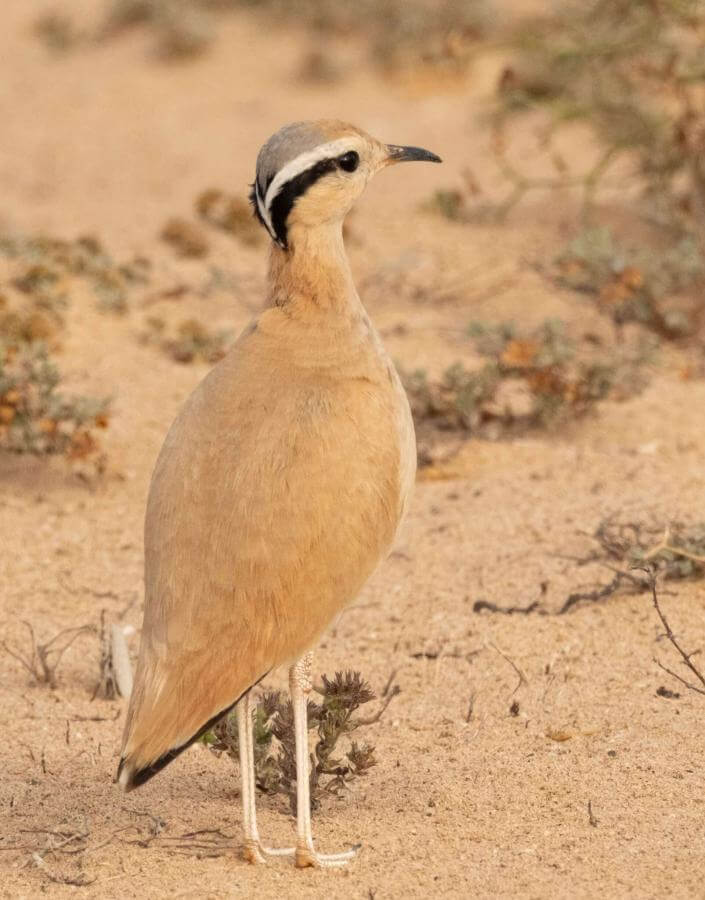 Cream-coloured Courser