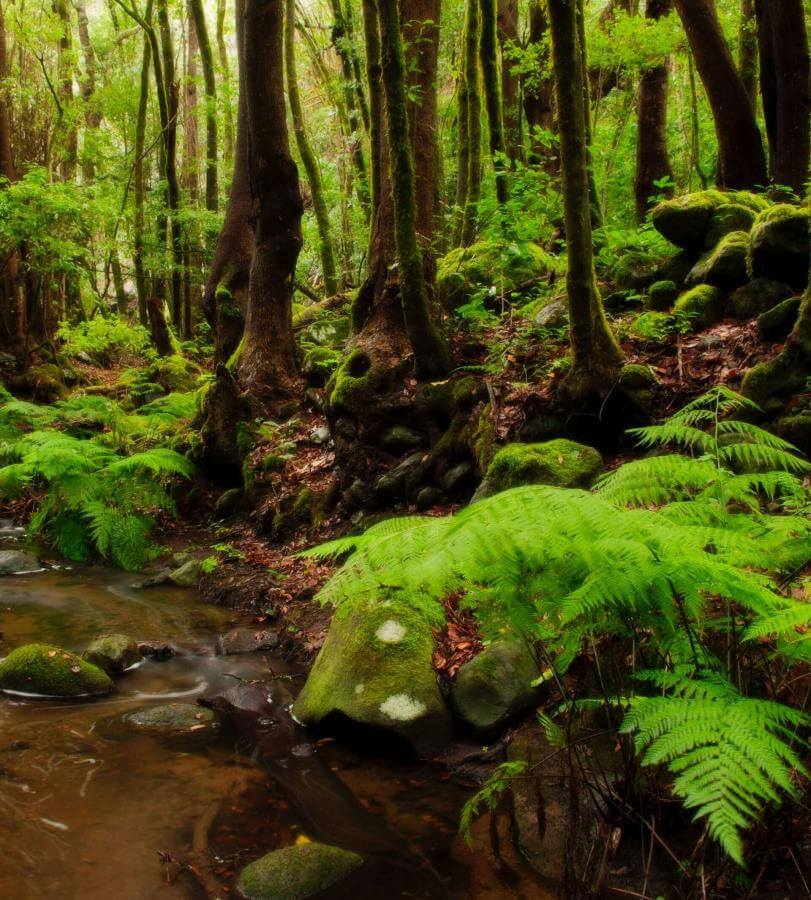Laurissilva forest in La Gomera.