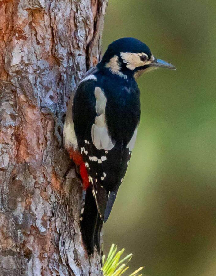 Great Spotted Woodpecker