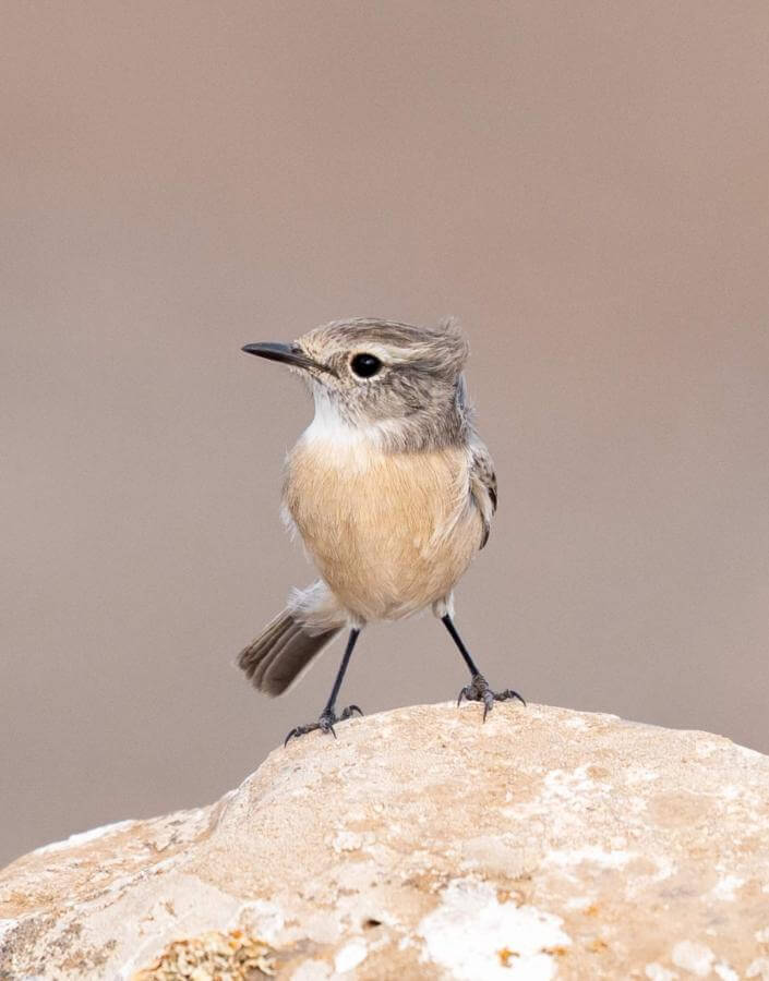 Canary Islands Stonechat