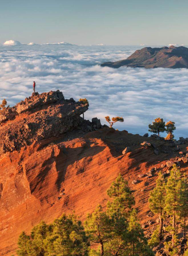 Punta de Los Roques, La Palma: sunlit volcanic ridges over a sea of clouds with Canary pine in the foreground.